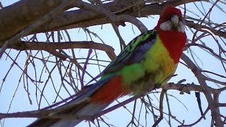 Eastern Rosella Parrot Chatting （⌒▽⌒） [upl. by Lienaj454]