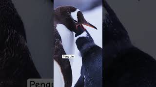 Penguin Spheniscidae penguin nature world birds bird sea ocean spheniscidae [upl. by Hanley469]