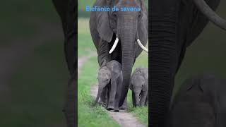 O elefante da savana é o maior mamífero terrestre do mundo e uma espécie icônica da fauna africana [upl. by Navetse]