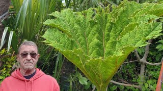 Gunnera Manicata garden tropical plants [upl. by Kcirednek491]