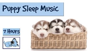 Help your Puppy go to Sleep at Night with this 7 HOUR Song Relax My Dog [upl. by Felske]