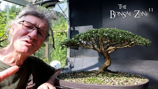 Preparing My Serissa for the Bonsai Shows Part 2 The Bonsai Zone Aug 2024 [upl. by Johan406]