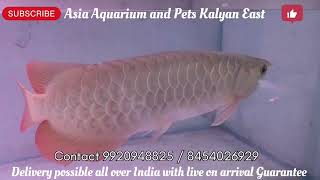 Largest Arowana collection Arowana Fish farm Tour of Asia Aquarium and Pets [upl. by Frey]