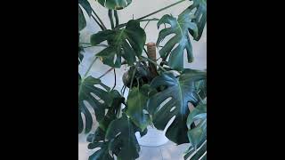 Droopy Monstera leaves problem solved [upl. by Leribag429]