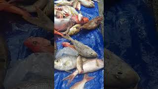 mancing ikan laut sorong [upl. by Atiuqahc]