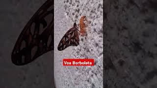 Voa borboleta 🦋 [upl. by Elkcim]