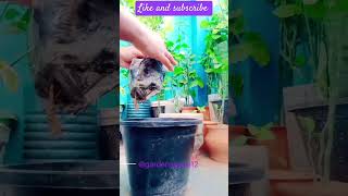 Aprajita plant tips and benefits subscribe for more gardening trending shortsexplore greenplant [upl. by Wyndham]