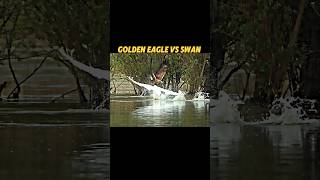 Golden eagle vs peregrine Falcon trending animals birds wildlife falcon eagle swan shorts [upl. by Balough]