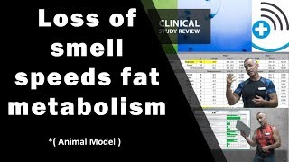 Fat metabolism greatly enhanced by inhibiting the sense of smell [upl. by Veats]