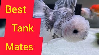 Best Tank Mates of Goldfish ll 13 ideal Tank Mates ll GOLDFISH Tank Mate VARIETIES [upl. by Obel376]