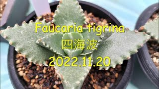 Faucaria tigrina 四海波 2022 11 20 [upl. by Riti]