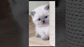 Cutest Baby Cats new video ytshorts babycats cutecats viralcats pets [upl. by Laval]