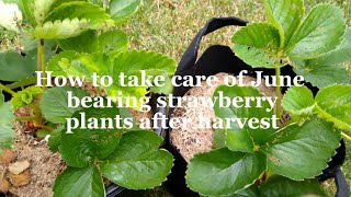 How to take care of June bearing strawberry plants after harvest [upl. by Kamila]