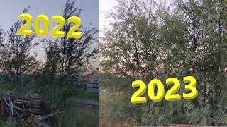 Hybrid Willow in a Dry Climate How Fast Do They Grow [upl. by Savill349]