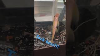 MASSIVE golden algae eater fish aquarium aquariumfish [upl. by Hanway593]