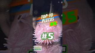 TOP 10 PLECOS 5 [upl. by Riley]