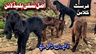 Most Beautiful Baby Goats in 2024  Beetal Baby Goat for sale in Pakistan  Best Goat Breed farm [upl. by Anima]