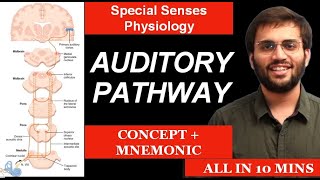 Auditory Pathway  Physiology  Special Senses Physiology  Mnemonic amp Mechanism of Hearing [upl. by Lussier]