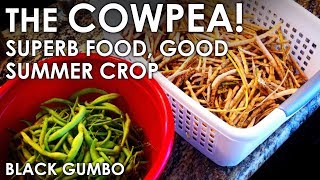 The Wonderful Cowpea  Beneficial Crop and Tasty Too  Black Gumbo [upl. by Diannne]