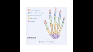 pnemonic of carpal bones [upl. by Namzzaj]