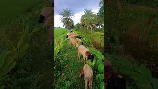 Flock of sheep Bangladesh  ভেড়ার পাল nature shorts trending [upl. by Eelyam]