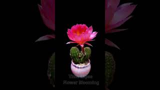 Stunning Cactus Flower The Secret Behind the Thorns Timelapse flowers nature shots [upl. by Ayikaz]