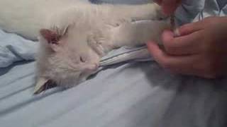 How to clip a sleeping cats claws [upl. by Khai865]