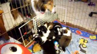 Sheltie puppies quotPlease Christmas Dont Be Latequot 2009 [upl. by Alyakem566]