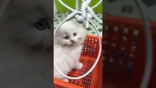 Persian Cats For Sale  Persian cat price in india  cats for sale  cats for 🧬 cat [upl. by Ibbob]