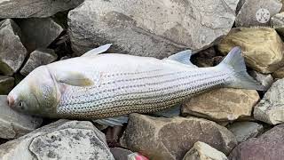 Day 1 Nuv ntses nyob rau Eufaula Dam Fishing at Eufaula Dam [upl. by Aitnahc]