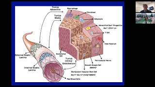 Endothelial Function and Cardiovascular Disease [upl. by Ylen]