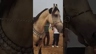 Kathiyawadi StallionSpirit Raajal Stud Farm Rajkot Gujrat kathiyavadihorse pushkarmela2024 horse [upl. by Casia]