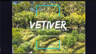 Plante vetiver en mi huerto lo que paso fue increíble 100 recomendado [upl. by Aniret]