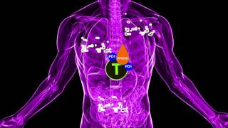 Opdivo nivolumab the Immunotherapy Cancer Treatment [upl. by Czarra267]