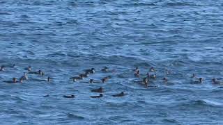 Diving amp dabbling ducks choppy seas Nov 4 2024 PNW [upl. by Novah315]