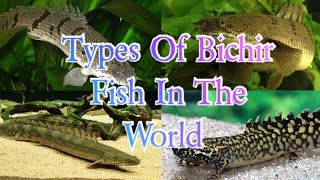 Types Of Bichir Fish In The World [upl. by Yadrahc930]