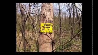 Ohio Public Land Morel Mushroom Hunting [upl. by Paloma]