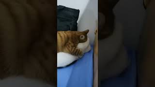 Cats React to Catnip Hilarious [upl. by Dimah138]