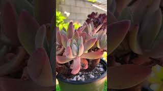 Dudleya Farinosa cluster old trunk plants garden bonsai aeonium gardening succulent shorts [upl. by Odarnoc]