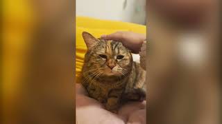 Sad Cat Receiving Pets Original Meme Template [upl. by Grogan]