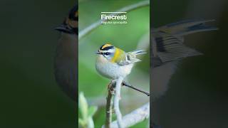 Cute little Firecrest singing away birds [upl. by Ngo]