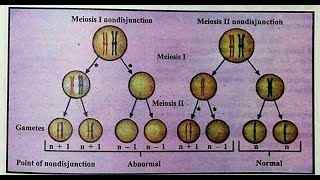 Importance of meiosis nondisjunction and cell death [upl. by Gasper973]