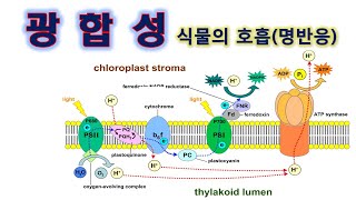 광합성명반응NADPH ATP만드는과정 [upl. by Raffarty]