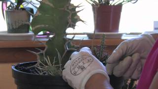 Flower amp Plant Garden Care  How to Fix a Broken Cactus [upl. by Bland870]