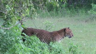 Yala National Park  Pride of Sri Lanka [upl. by Phionna]