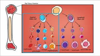 Leukemia  Overview [upl. by Seaton]