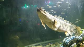 Giant Bichir [upl. by Kus523]