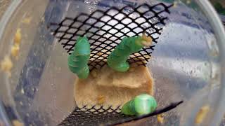 Hornworm Breeding Worm to Manduca Moth Step 1 [upl. by Cutlerr817]