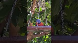 Lorikeet CloseUp A Detailed Look at Meal Time birdwatching lorikeets naturelovers [upl. by Katherine664]