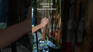 Rabbits farming breeding kits checking rabbitsquotstorm Christine quot thank you for watching [upl. by Nbi]